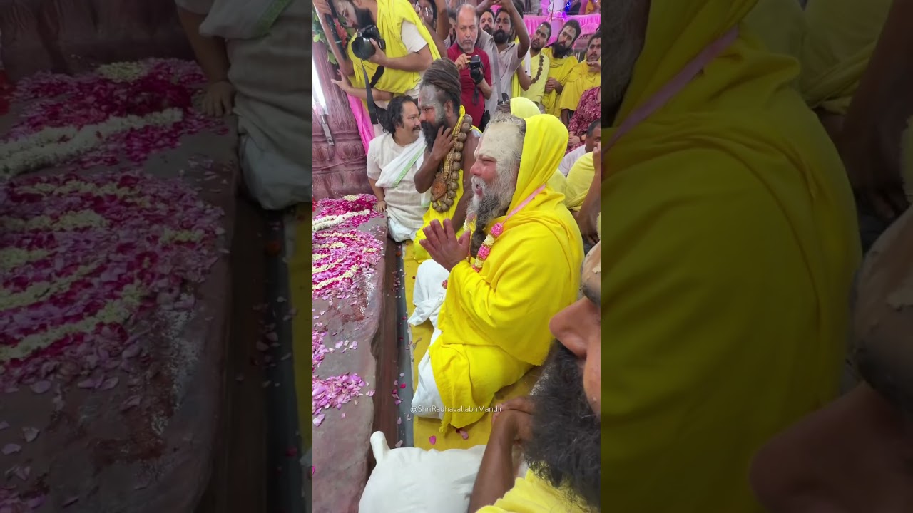Gulab Dol | Shri Radhavallabh Mandir | Premanand Baba #vrindavan #radhavallabh #kelikunj