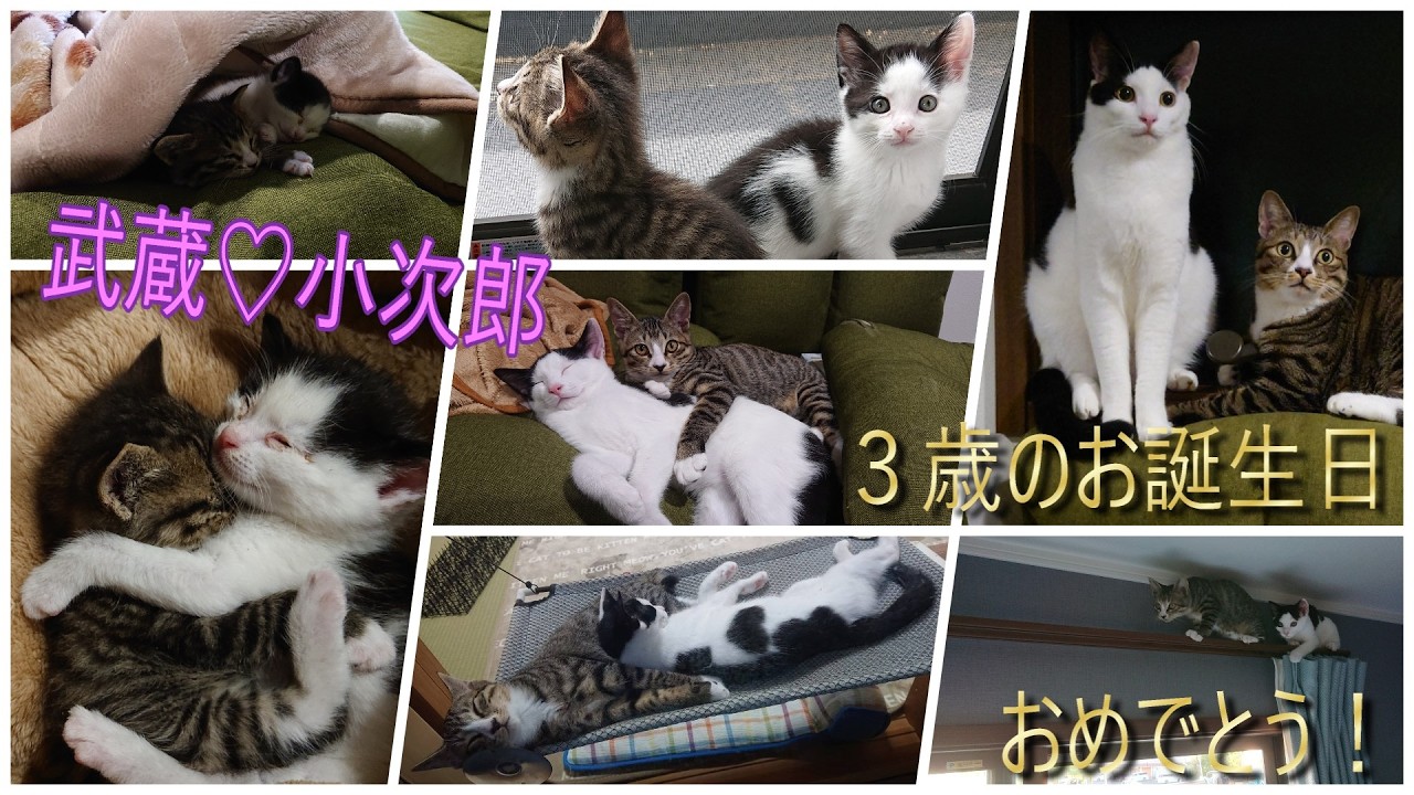 195 武蔵♡小次郎３歳のお誕生日！　８匹のにゃんことの幸せな生活が始まりました　#仲良し猫　 #保護猫  #お誕生日　#ほのぼの　#猫の成長記録　#猫のいる幸せ