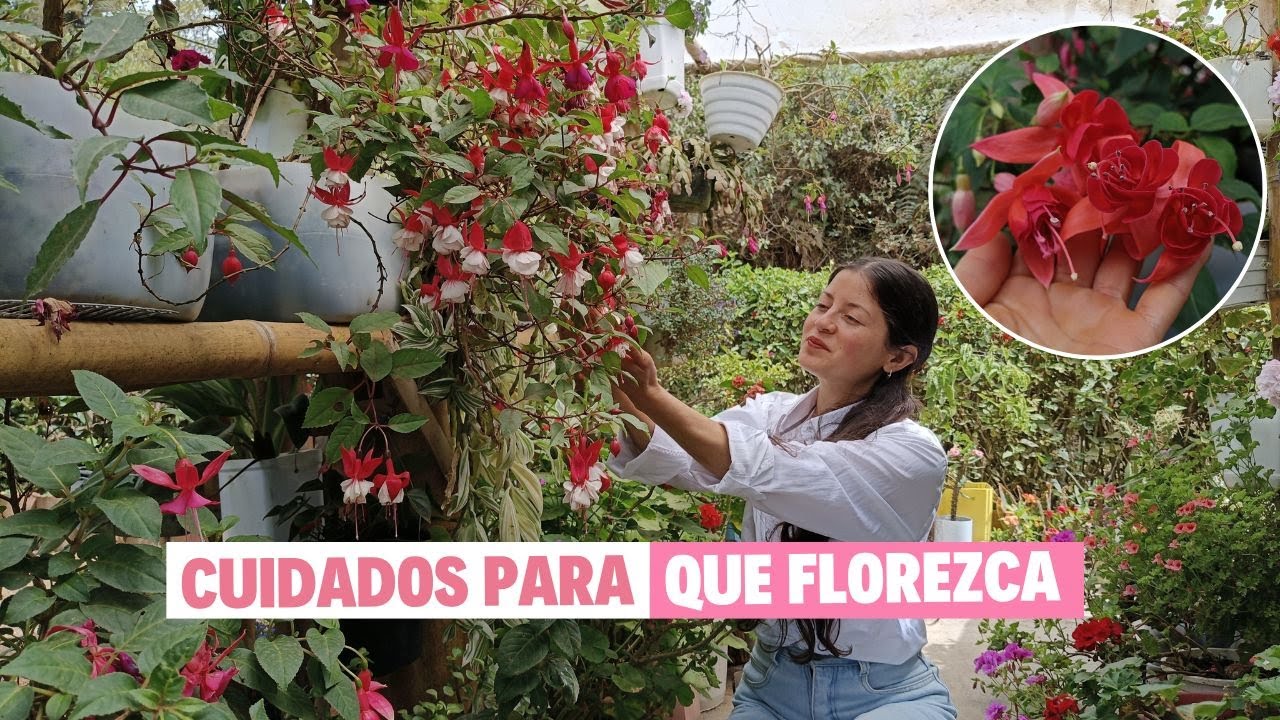 Cuidados clave para que florezca los pendientes de la reina | Jardín Diaz
