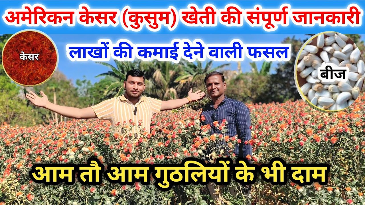 अमेरिकन केसर की खेती कैसे करें Kesar ki kheti kaise karen |  | Saffron Farming in mp