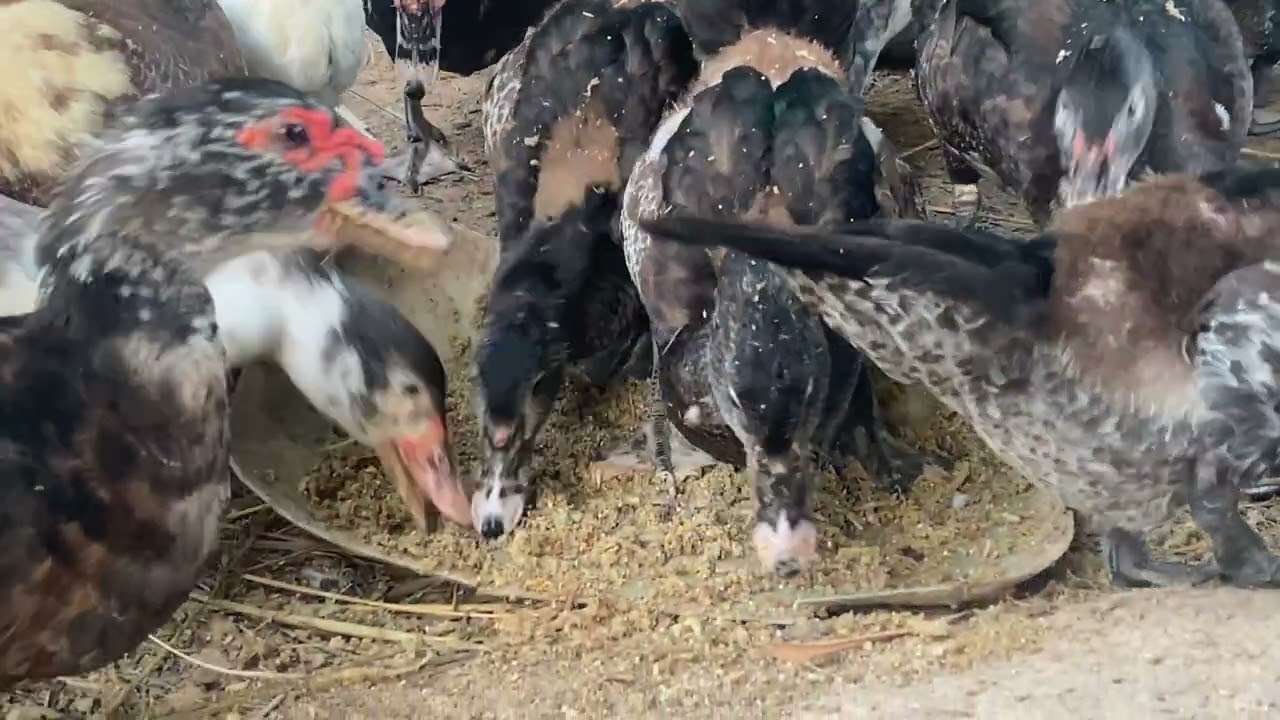 How to raising ducks for meat#easyfarming #cooking #farming 