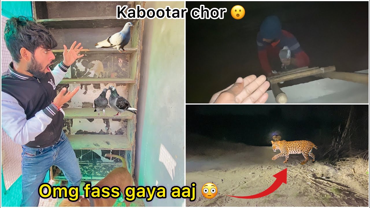 Raat ko wild leopard 🐆 samne aagya 😨 ( First time faced leopard )