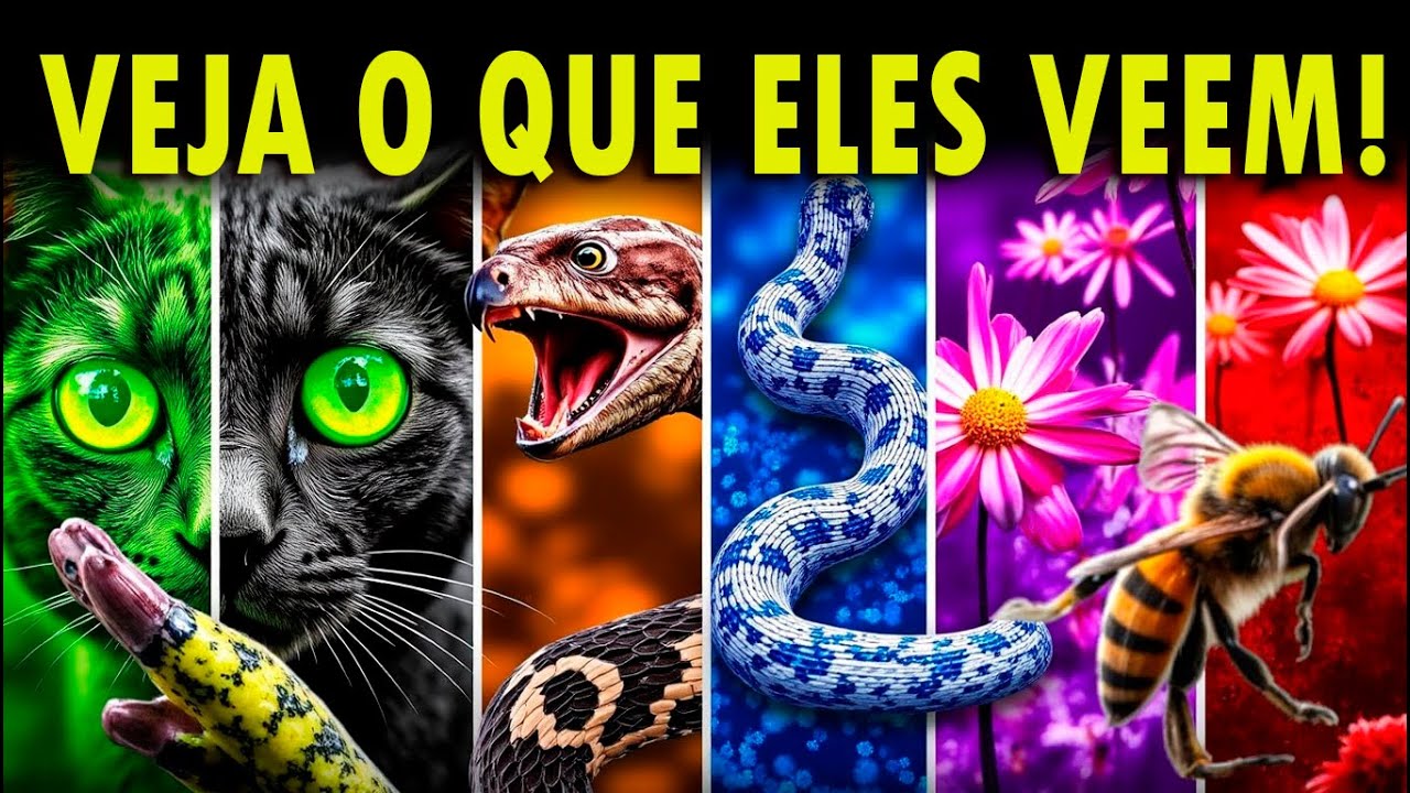 📸 COMO OS ANIMAIS ENXERGAM O MUNDO 🐍🦅🐶 VOCÊ VAI SE SURPREENDER!