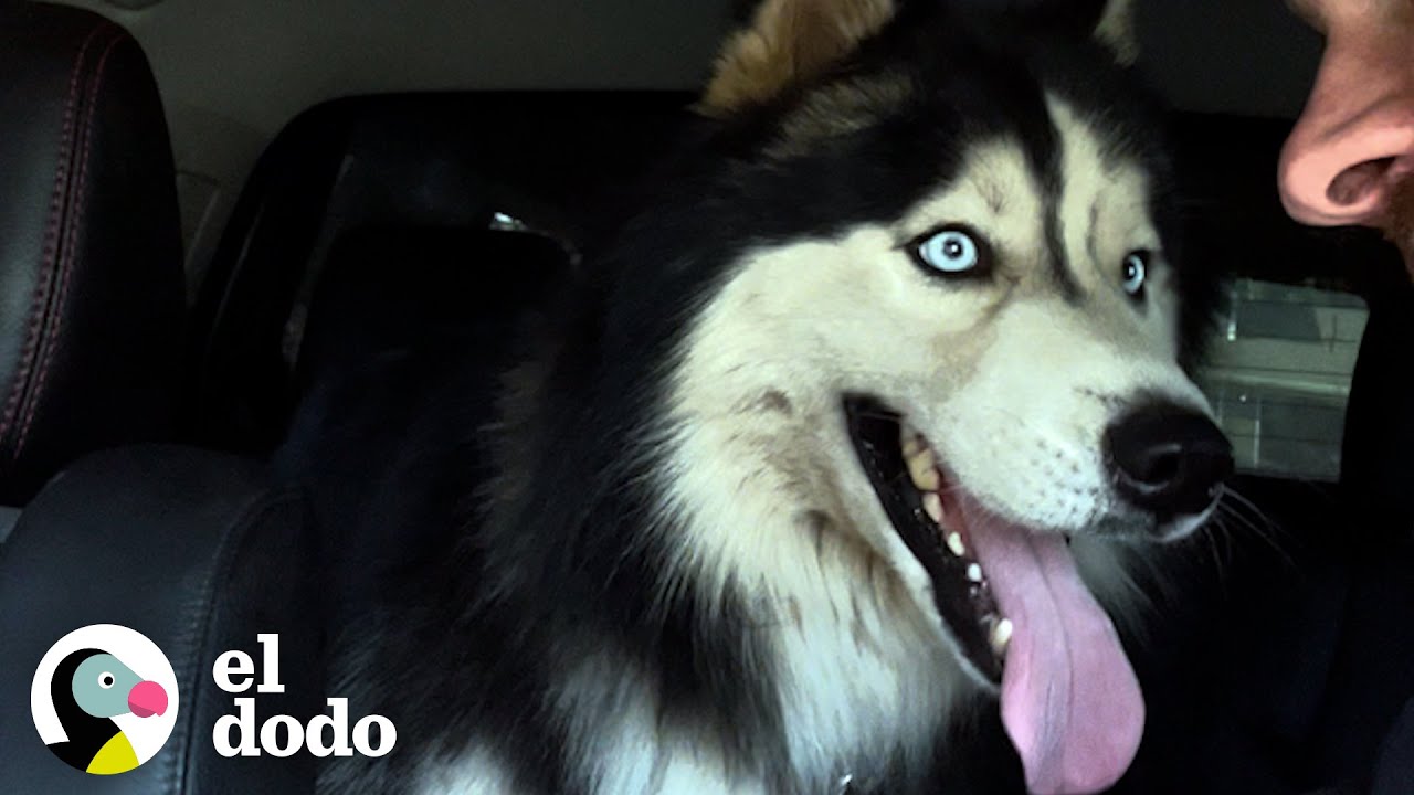 Hombre libera a un husky que nunca había salido de su patio trasero | El Dodo