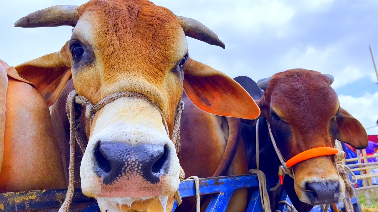 cow unloading, cow videos, cow video, animal, big cow, goru hamba cow, Ep-89