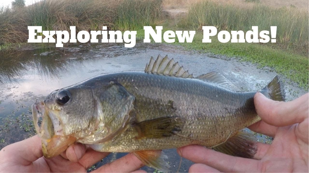 Secret Pond Fishing for Bass, San Jose CA