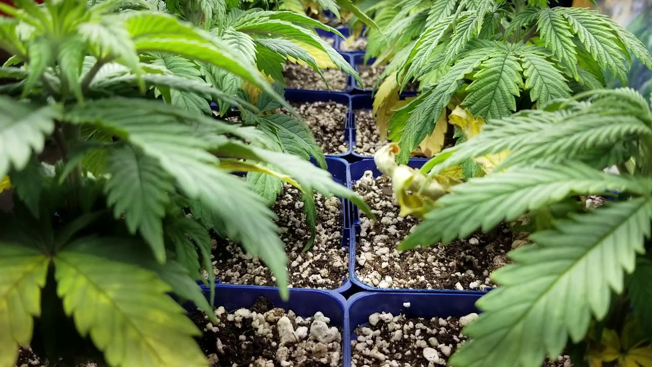 Skunk Berry - 5wks FS