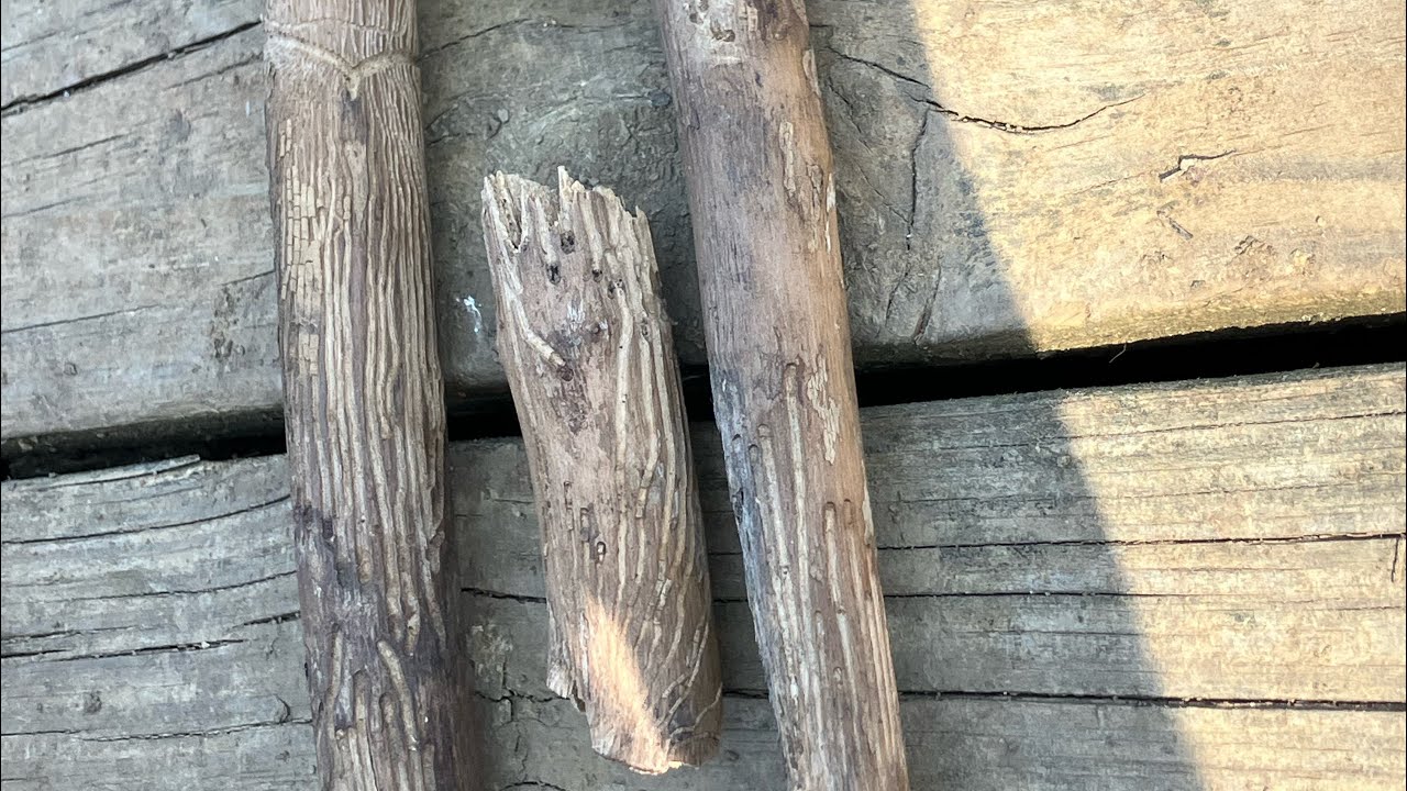 Exploring the unknown for fossils...not what I was expecting!(got lost) (uncut) 