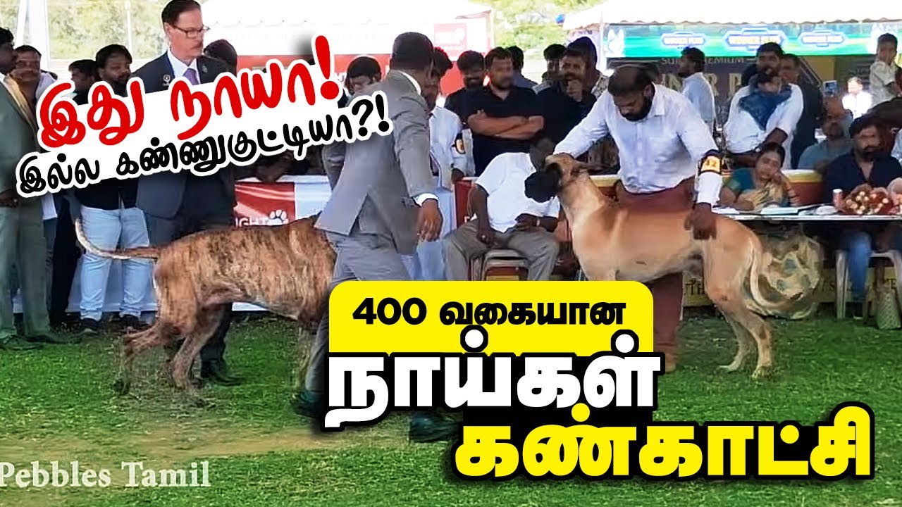 40 Breeds 400 Dogs நாய்கள் கண்காட்சி சென்னை Chennai Madras Canine Club Dog Show at St Bedes School