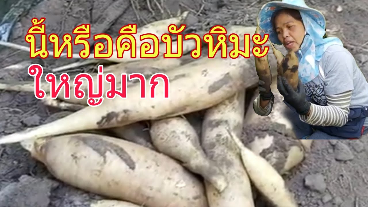 มันหรือบัวหิมะlผักไทยในเบลเยี่ยม lกรี้ดสวนบัวหิมะแตก lNang Mew Channel