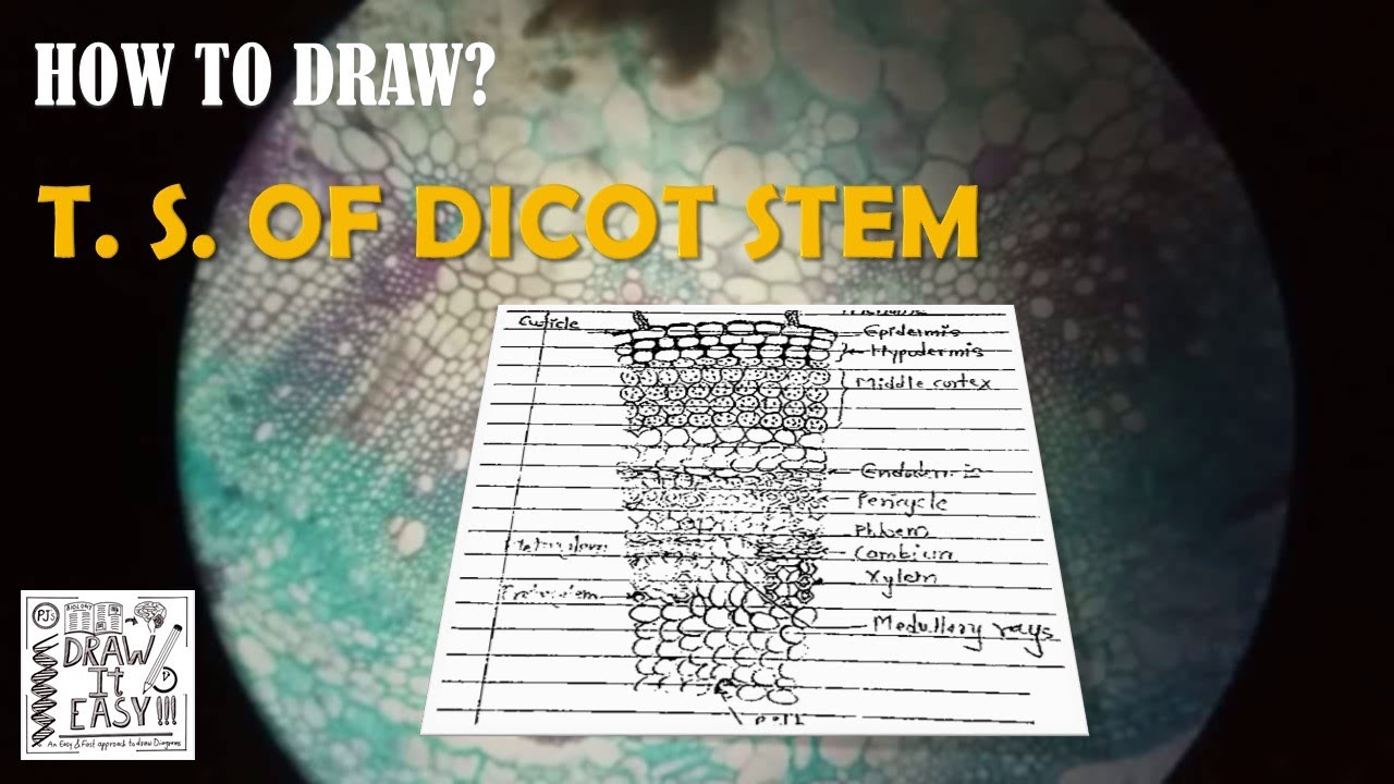 How to Draw T. S. of Dicot Stem | Class 11 | Biology Diagrams | Exam Guide | Plant Anatomy