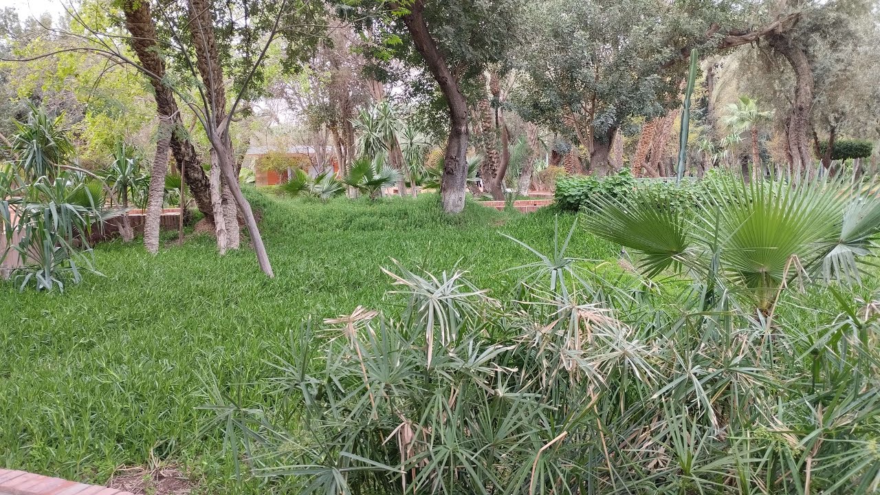 أسعد الله صباحكم بكل خير من مراكش الحمراء