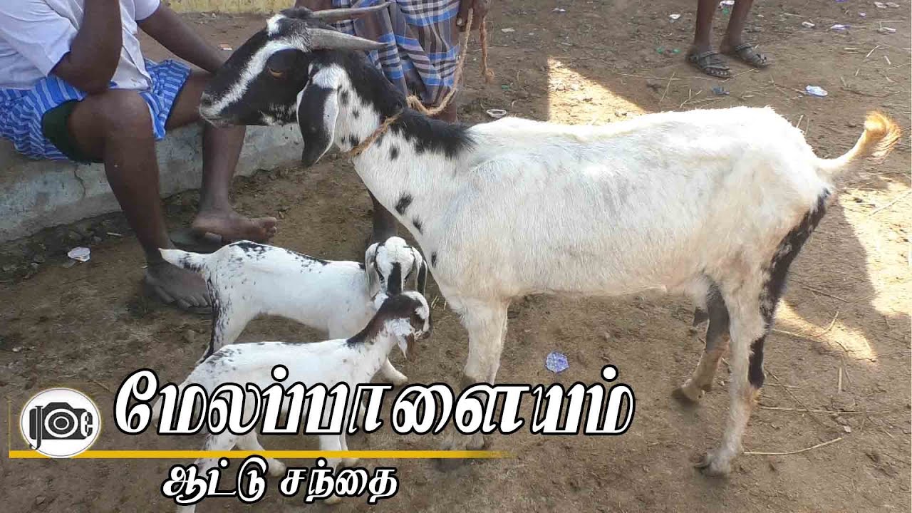 Melapalayam attu santhai | மேலப்பாளையம் ஆட்டு சந்தை