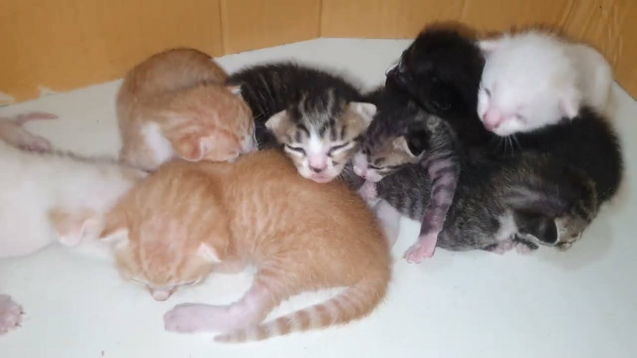 Đàn mèo con đã mở mắt
