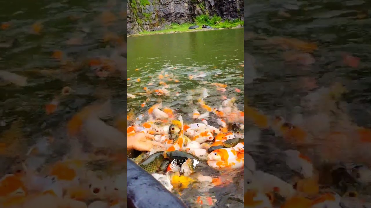 Koi carp natural pond/KPM fish farm/Vagamon - Kerala tourism/Friendly fishes