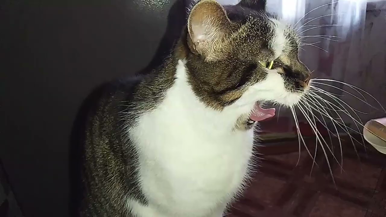 УТРО НАЧИНАЕТСЯ С КОФЕ ! И С КОТИКОВ!!☕😻 МАСЛЯНА ГОЛОВУШКА! 🙀🔥НАШ ВОЛШЕБНЫЙ КОЛОКОЛЬЧИК!!🧚🔔
