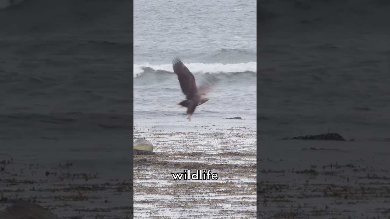 Getting Those Budget Wildlife Photos!