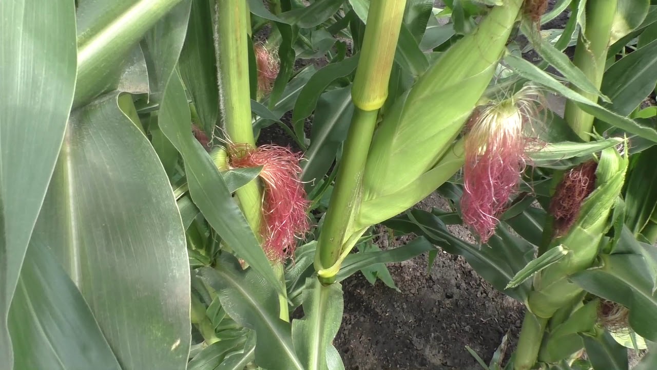 Сравниваю урожайность кукурузы с пасынками и без пасынков