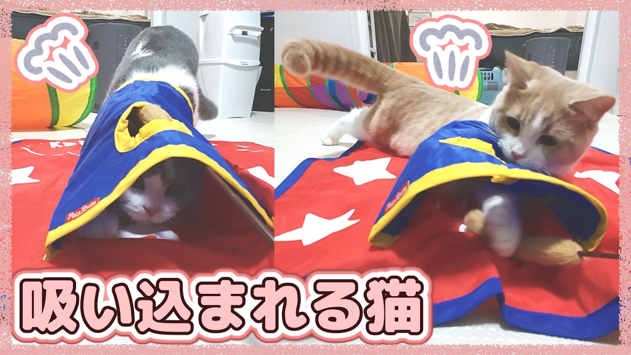カシャカシャマットに吸い込まれる猫たち
