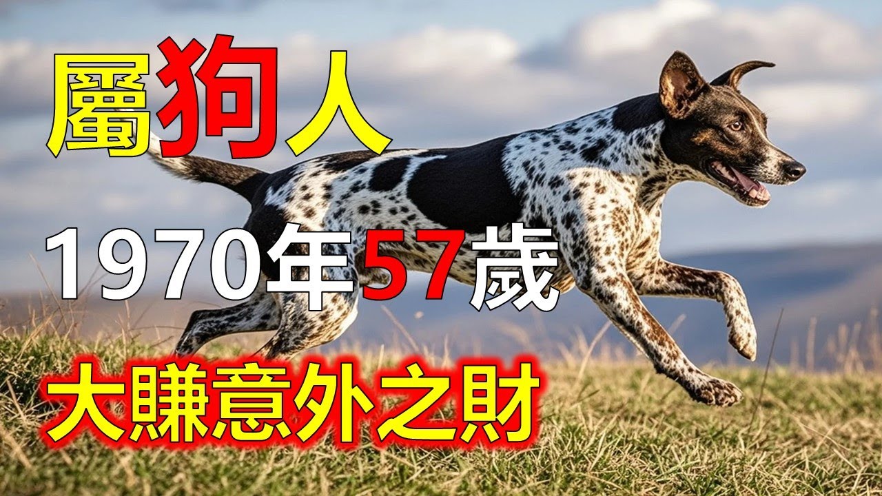 1970年屬狗人，2026年大賺意外之財#2026狗#生肖狗#1970 狗