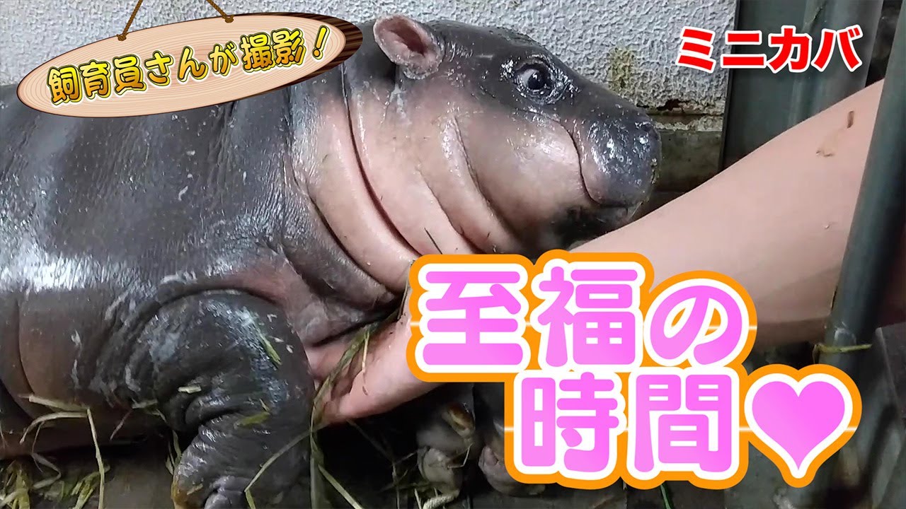 ミニカバの赤ちゃん 知られざる弱点があった！！