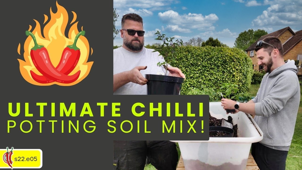 Potting up and sharing my Chilli Pepper Soil Recipe🌱 (2022e05)