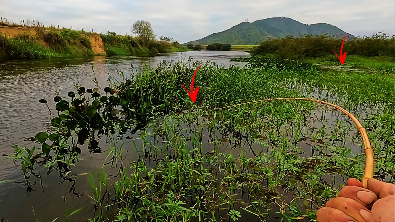 O rio transbordou fora de época  e os peixes foram parar nos pastos.