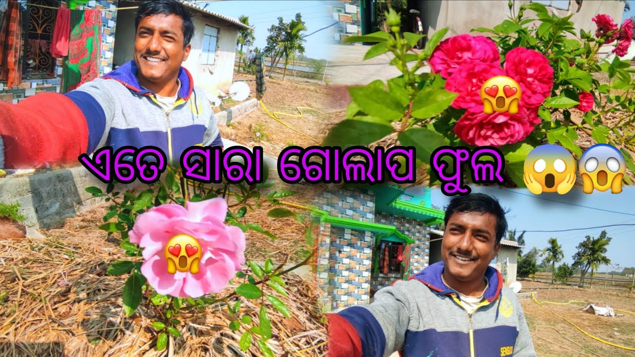 Ete Sara Golap Phula Haba Boli Bhabi Na Thili 😱