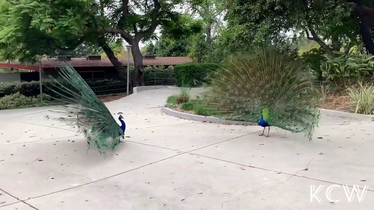 Three Peacocks dance to attract One Female Peahen (Train Rattling)