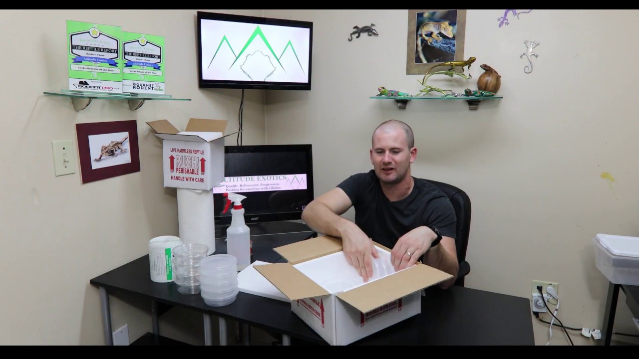 Shipping Reptiles: A Complete Guide