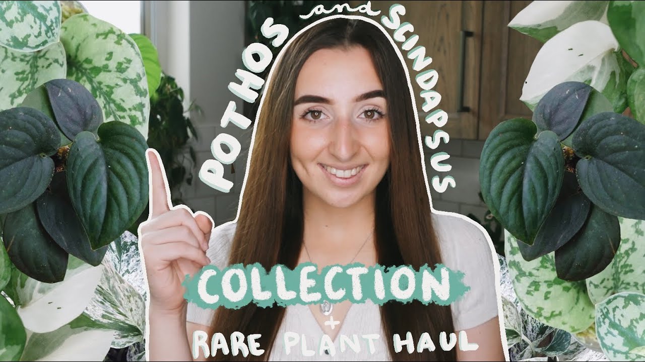 RARE Plant Haul!? + My Pothos & Scindapsus Collection!? Manjula Pothos, Scindapsus Treubii & MORE!
