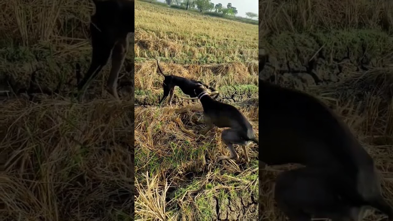 snake attack dog| #dog #snake #hunt #hunting #doglover #dogbite #snakevideo #snakebite