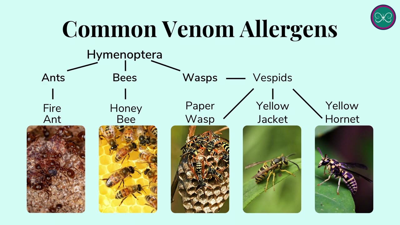 Bees, Wasps, and Ants: Learn the Signs and Response to Venom Allergies