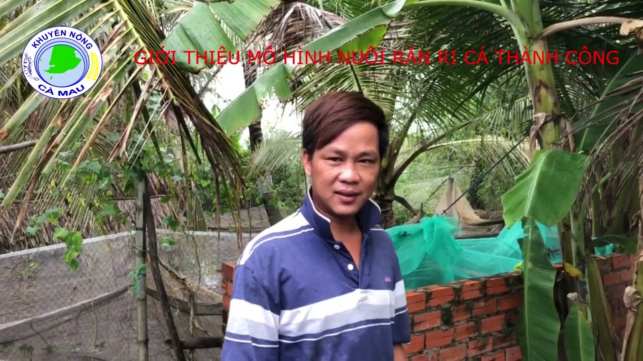 GIỚI THIỆU MÔ HÌNH NUÔI RẮN Ri CÁ THÀNH CÔNG