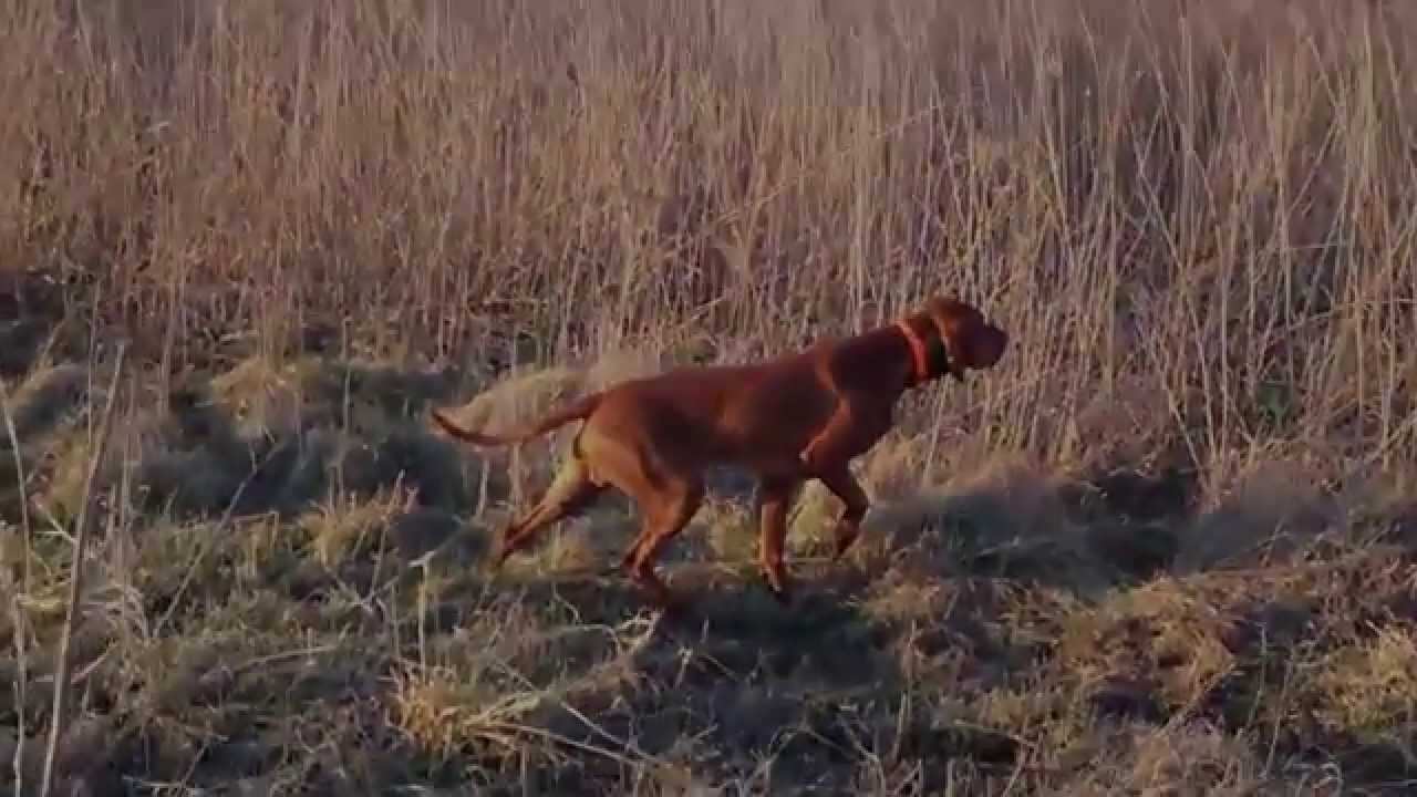 Vizsla - Utazó SZIVES Lars, gundog, pointer, hunting dog, bird retrieving , training
