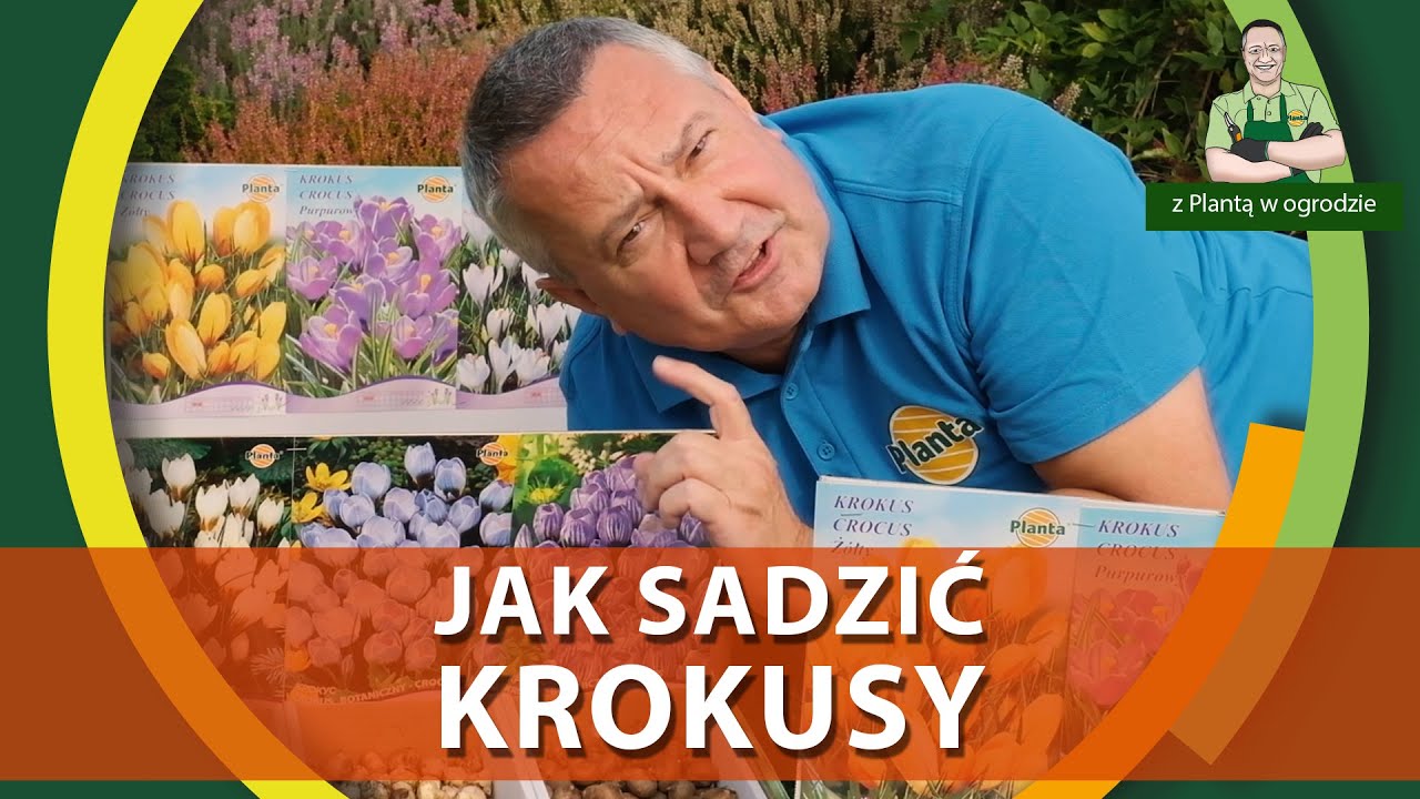 Jak sadzić krokusy - Z PLANTĄ W OGRODZIE