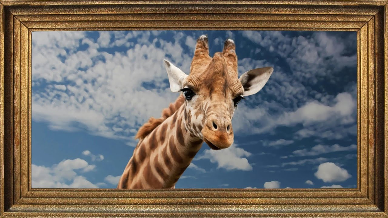Charming Giraffe Wall Art Loop | Ambient TV Decor Loop (2 Hour Still)