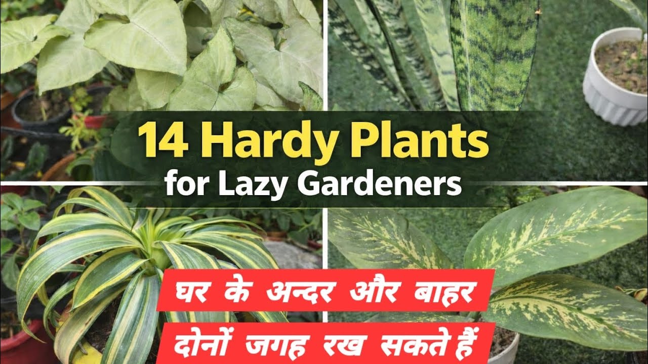 कभी  ना  मरने  वाले  14 hardy plants| winter  में  भी  आसानी  से  चले |
