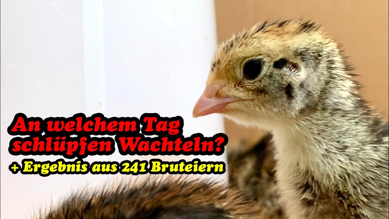 An welchem Tag schlüpfen Wachteln? Es ist nicht 