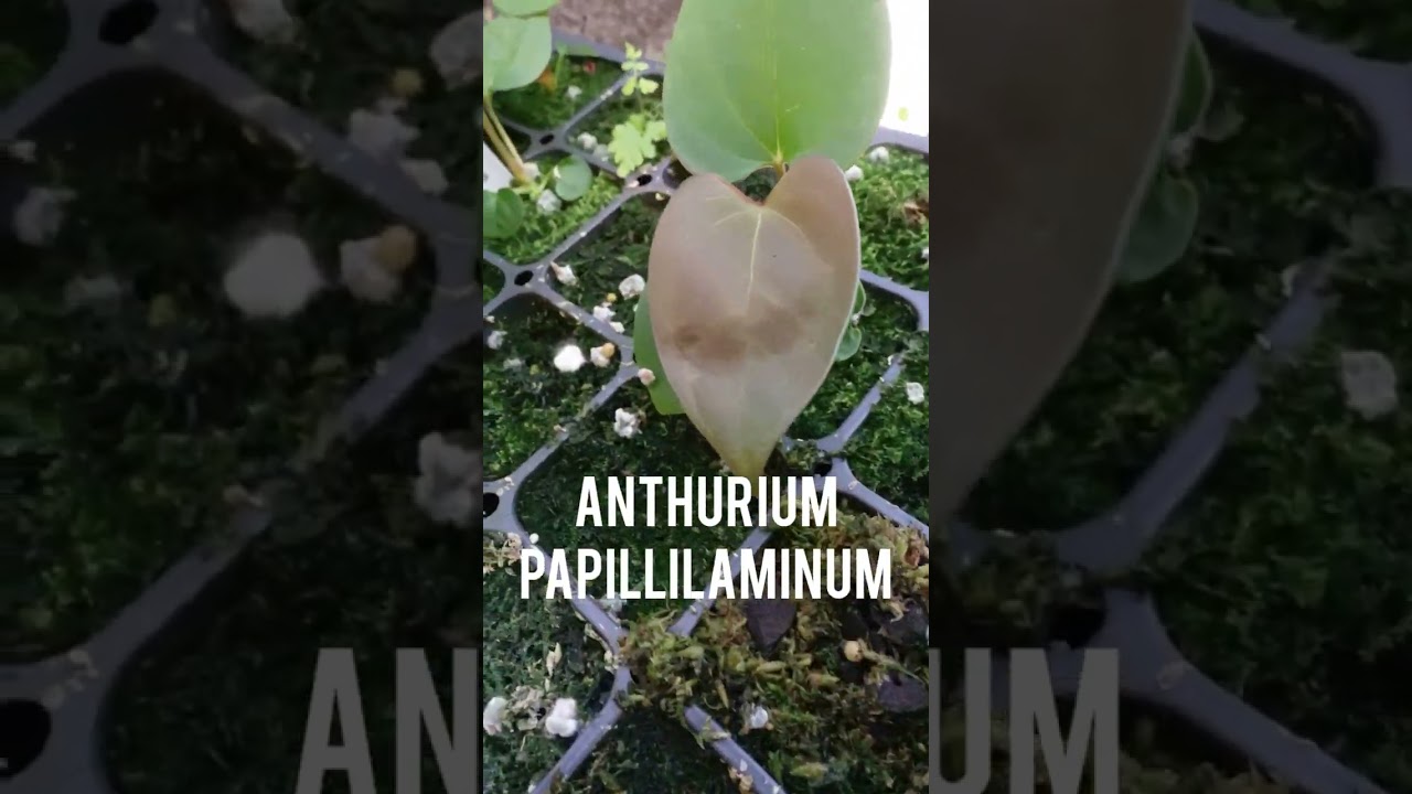 Anthurium papillilaminum Cultivation and Conservation