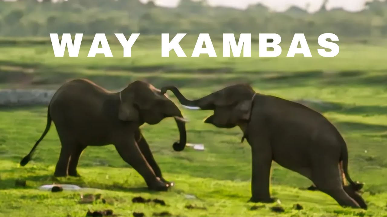 WAY KAMBAS | Tempat belajar arti mencintai makhluk ciptaannya. #waykambas #gajahsumatera #mahout 