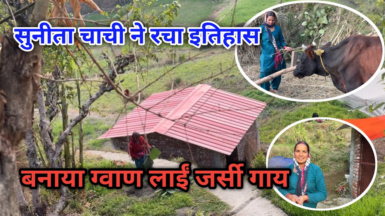 19 साल बाद सुनीता चाची ने बनाया ग्वाण और लाई जर्सी गाय 🐄🐄