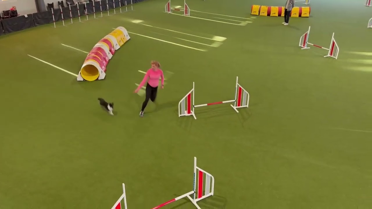 Ryn at the Dogflow open 2024 (first A1 and Open runs)