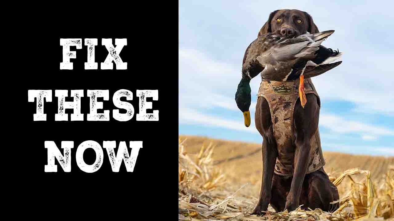 Duck Season Is Over… Now Fix These 3 Retriever Mistakes (Part 1)