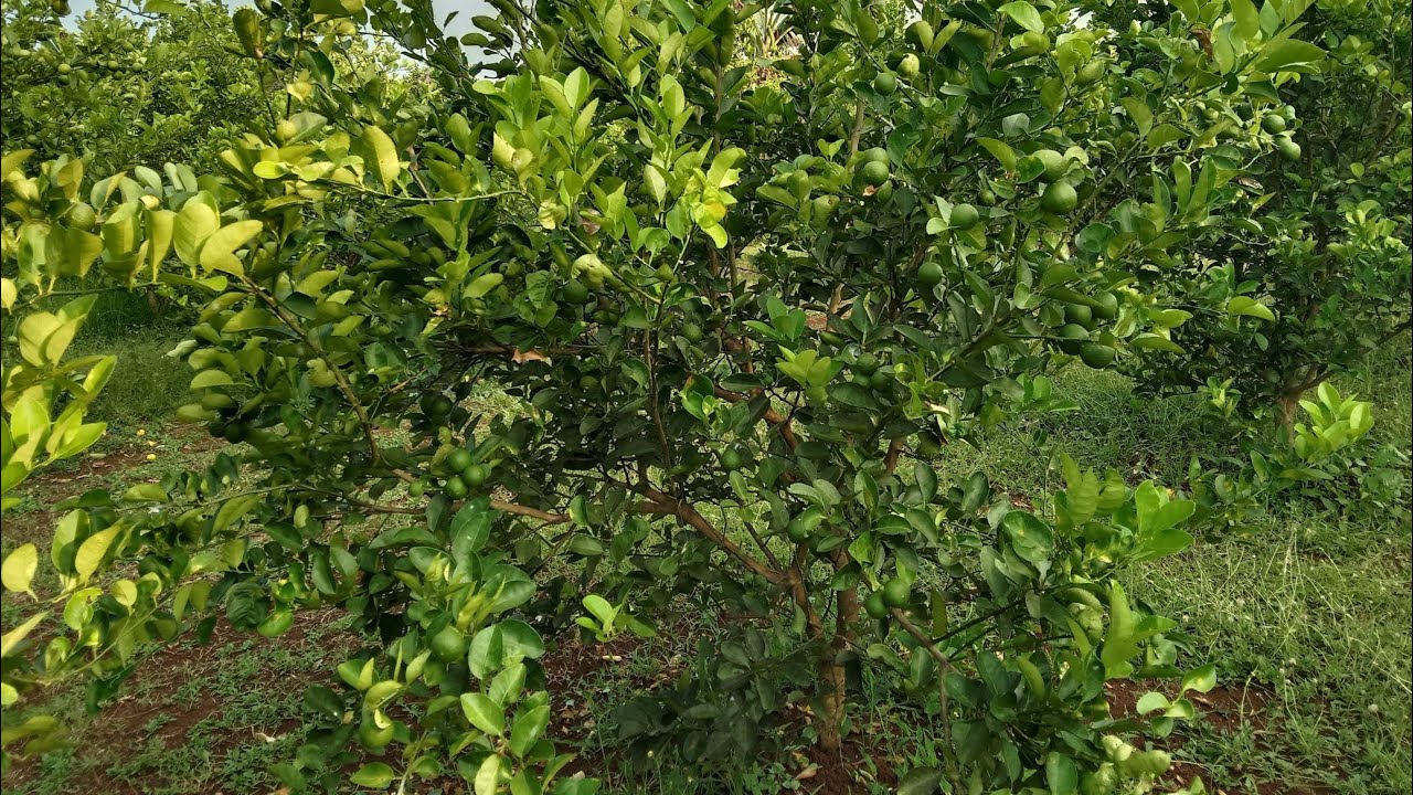 Jarak ideal tanam jeruk nipis 🤓🤓🤓🤓🤓👍