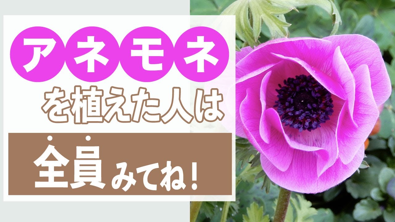 できる事なら毎年咲かせたい！アネモネの夏越し