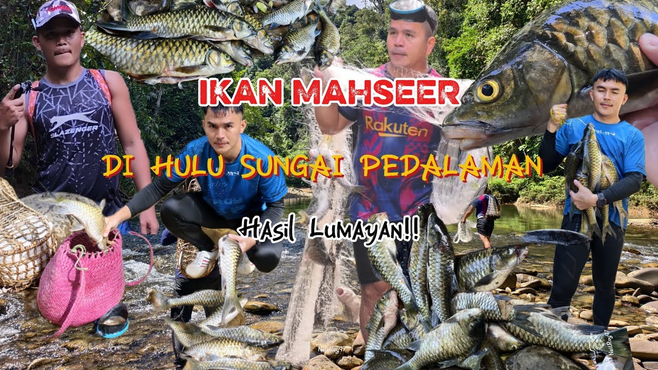 Memburu Ikan Mahseer & Ikan Semah di Hulu Sungai Pedalaman | Dapat Hasil yang Lumayan