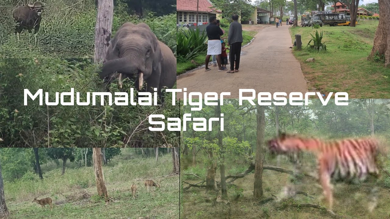 Mudumalai Tiger Reserve Safari| Mudumalai National Park