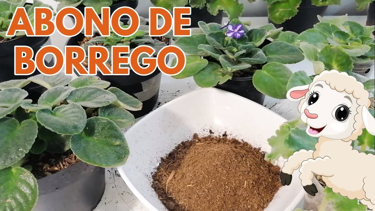 violetas africanas abono organico de borrego chuyito jardinero