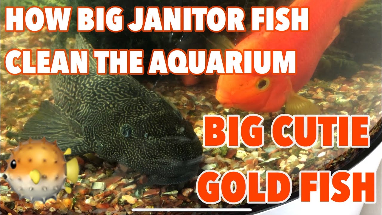 BIG GOLDFISH | HOW THE BIG JANITOR FISH CLEAN THE AQUARIUM